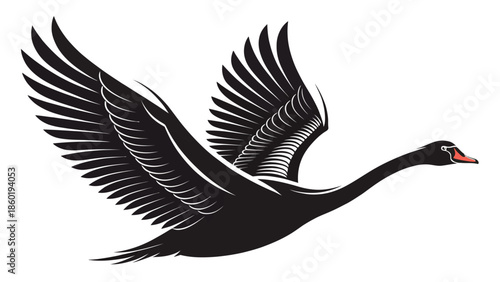 Majestic black swan in mid flight with wings spread wide