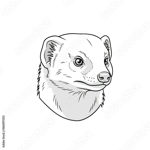 Illustrated meerkat head portrait with curious expression in lineart style.