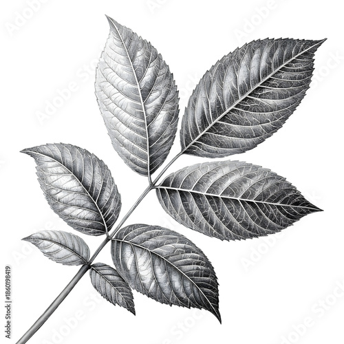 Detailed Botanical Leaf Sketch Illustration on transparent background