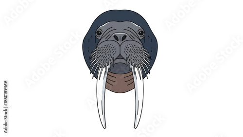 Illustrated walrus head with long tusks and whiskers in a friendly cartoon style.