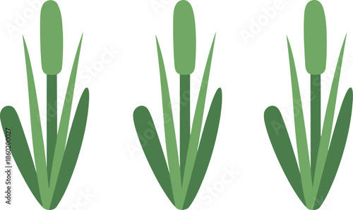 Minimalist Cattail Vector Illustration, Flat Green Marsh Plant Isolated on White Background