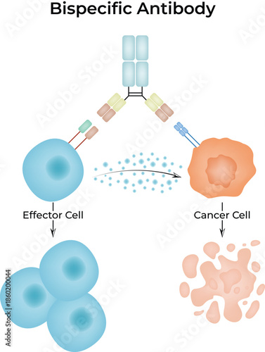 Bispecific Antibody Mechanism in Cancer Immunotherapy Diagram Vector Illustration