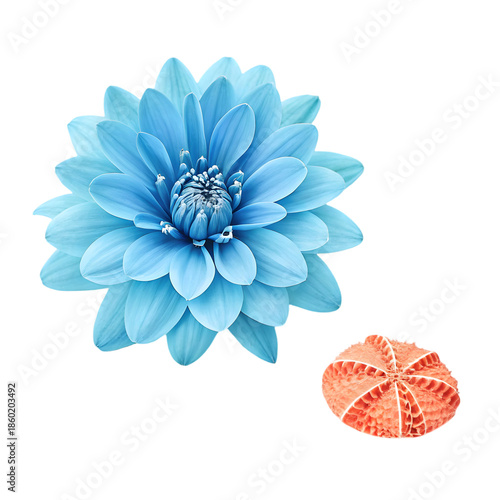 Vibrant Blue Dahlia Bloom with Textured Coral Object on transparent background