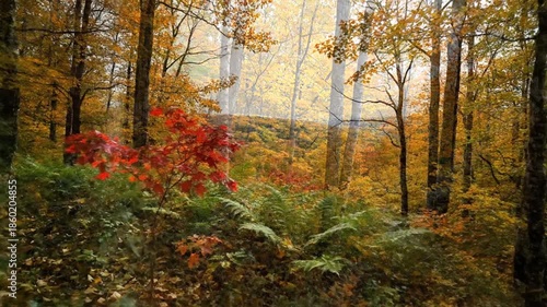 Wallpaper Mural Autumn forest scenery with colorful foliage and sunlight Torontodigital.ca
