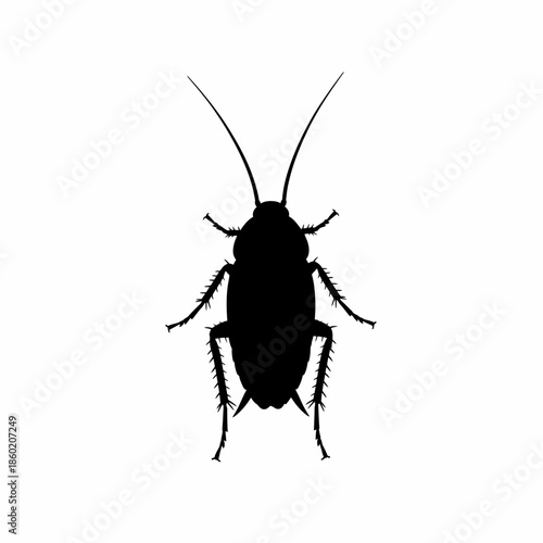 Black cockroch isolated on white background