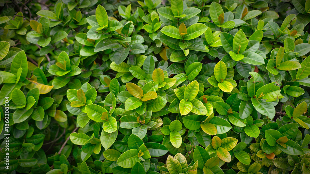 Obraz premium Exuberant Green Foliage: Ixora Shrub Displaying Lush, Vibrant Leaves in Natural Sunlight, A Carpet of Green: Close-Up of Ixora's Dense Growth, Showcasing Rich Textures