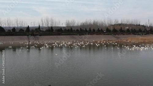 Wallpaper Mural Sanmenxia Yellow River Wetland with Migratory Birds and Waterfowl Torontodigital.ca