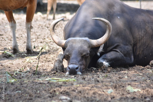 Photography Close-up of Resting Javan Banteng