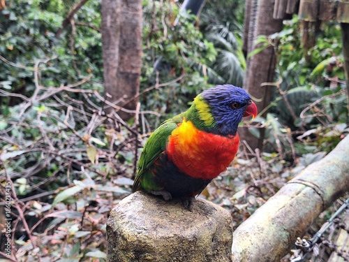 Vibrantly colored rainbow lorikeet parrot perched on a small tree branch, showcasing its bright green, blue, red, and yellow feathers in a natural outdoor setting