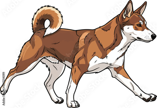 Norwegian Lundehund dog walking trotting gait movement