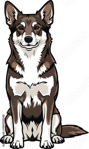 Norwegian Lundehund dog sitting relaxed attentive facing front