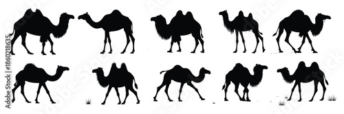 Multiple black camel silhouettes in various poses dromedary