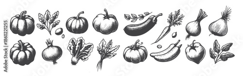 hand drawn vegetable illustrations a collection of fresh 