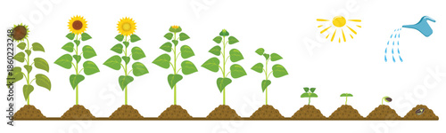 sunflower growth life cycle infographic of seed germination