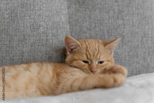 Cozy ginger kitten resting on a bed at home, soft light, calm mood, copy space for text.
