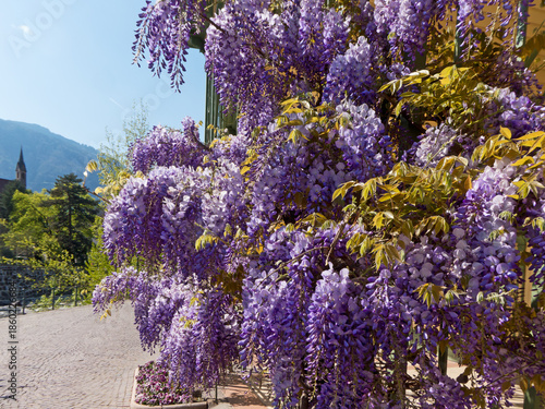 Blüten des Blauregen (Wisteria) in Nahaufnahme