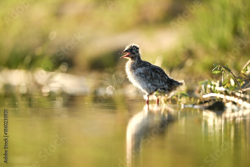 The black-headed gull (Chroicocephalus ridibundus) at sunset with reflection on the surface of lake