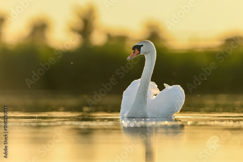 The mute swan (Cygnus olor) at sunset