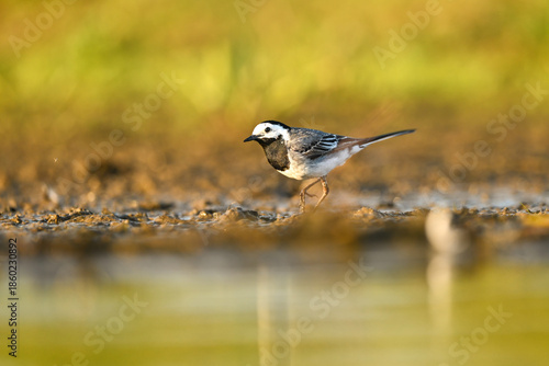 The white wagtail (Motacilla alba) - small passerine bird on a meadow