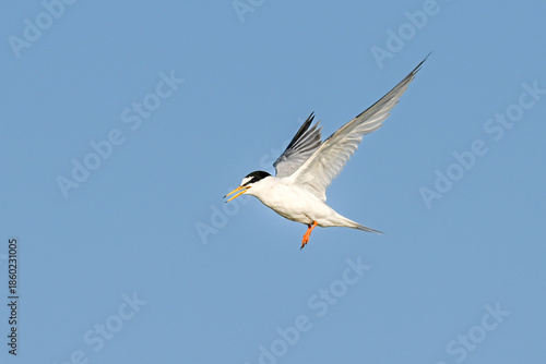 The little tern (Sternula albifrons) - flying small tern with white forehead 