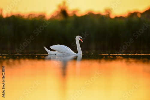 The mute swan (Cygnus olor) at sunset