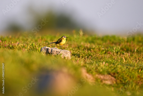 The western yellow wagtail (Motacilla flava) - small passerine bird on a meadow