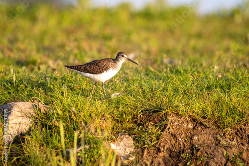 The green sandpiper (Tringa ochropus) - small wader bird on a meadow