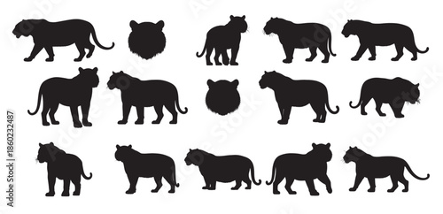bengal tigers silhouette white background 