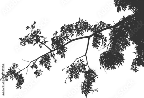 Black and white tree branch silhouette minimalist nature photograph with leaves abstract organic composition dramatic contrast background