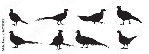  pheasant bird silhouette white background 