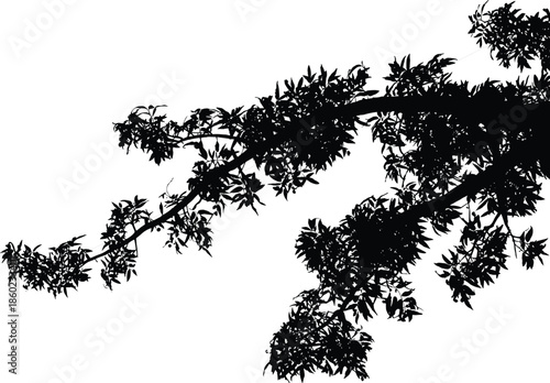 Black and white tree branch silhouette minimalist nature photograph with leaves abstract organic composition dramatic contrast background