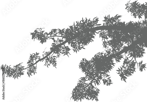 Black and white tree branch silhouette minimalist nature photograph with leaves abstract organic composition dramatic contrast background