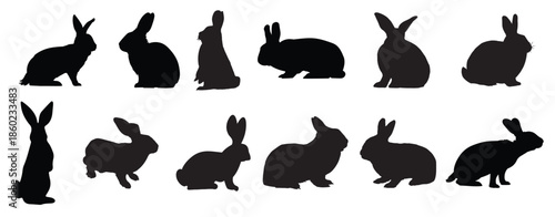 rabbit silhouette on white background