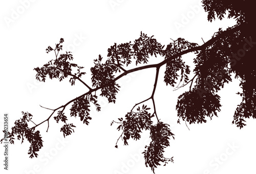 Black and white tree branch silhouette minimalist nature photograph with leaves abstract organic composition dramatic contrast background