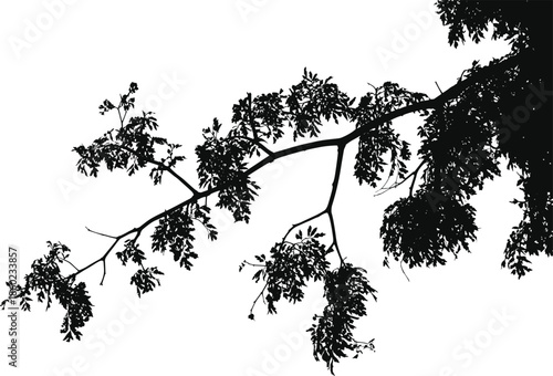 Black and white tree branch silhouette minimalist nature photograph with leaves abstract organic composition dramatic contrast background