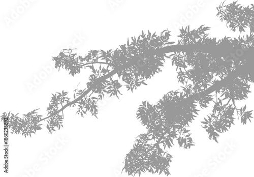 Black and white tree branch silhouette minimalist nature photograph with leaves abstract organic composition dramatic contrast background