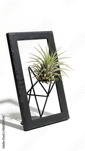 Black Frame with Potted Air Plant.
