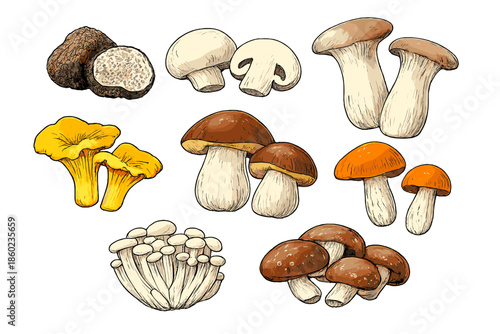 Collection of Assorted Edible Mushrooms