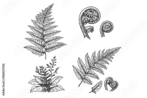 Fern Fronds and Fiddleheads Botanical Illustration