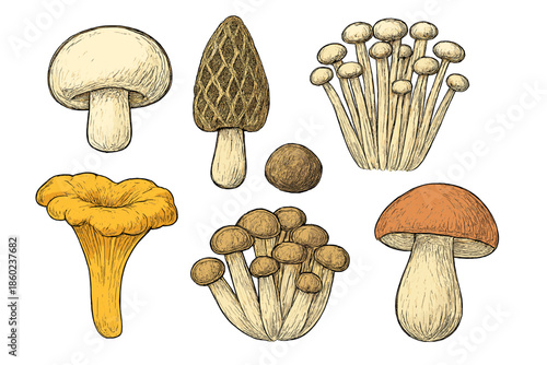 Collection of illustrated mushrooms
