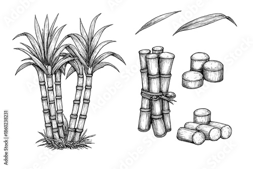 Black and white illustration of sugarcane stalks and pieces