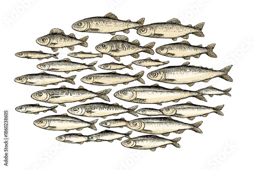 School of fish swimming in unison