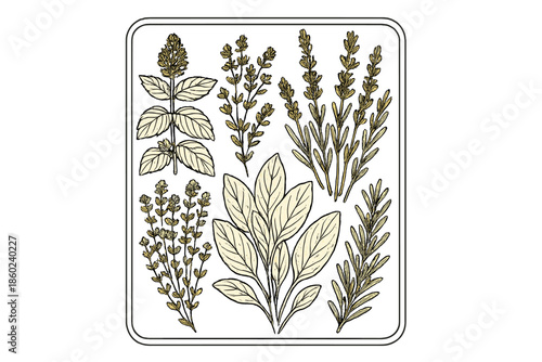 Vintage Botanical Illustration of Herbs on Golden Background