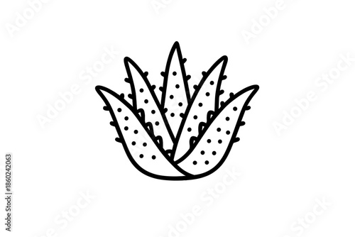 Silhouette of a succulent plant against a blurred background