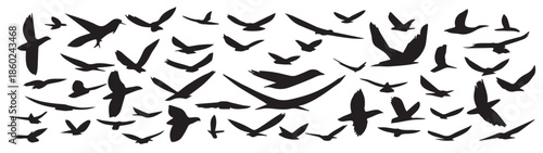 large collection of hand drawn flying birds silhouette set
