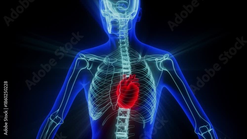 Medical Visualization of Heart Position in Body