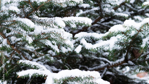 Macro Image Showing Snow Accumulation On Pine Needles With Shadow Play, Highresolution Photograph Capturing Snow And Organic Patterns On Pine Boughs For Creative Design Purposes