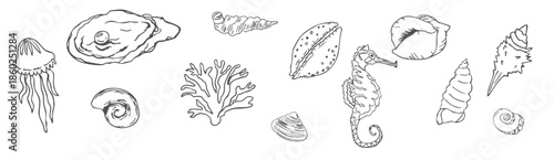  sea shell sketch ocean life hand drawn illustration outline 