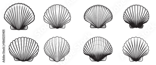 seashell silhouette white background