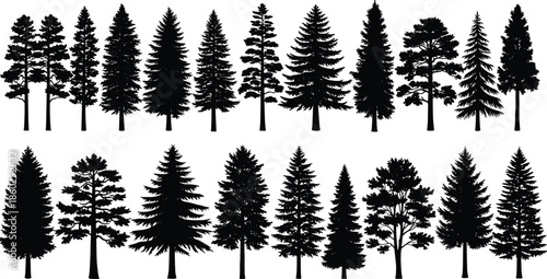 Collection of coniferous tree silhouettes, pine, spruce and fir trees, forest landscape elements, black vector illustration set.